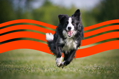 Cost of Owning a Border Collie (2025): Purchase, Vet Bills, and More