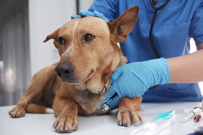 NY Governor’s Veto Leaves Pet Insurers Off Leash