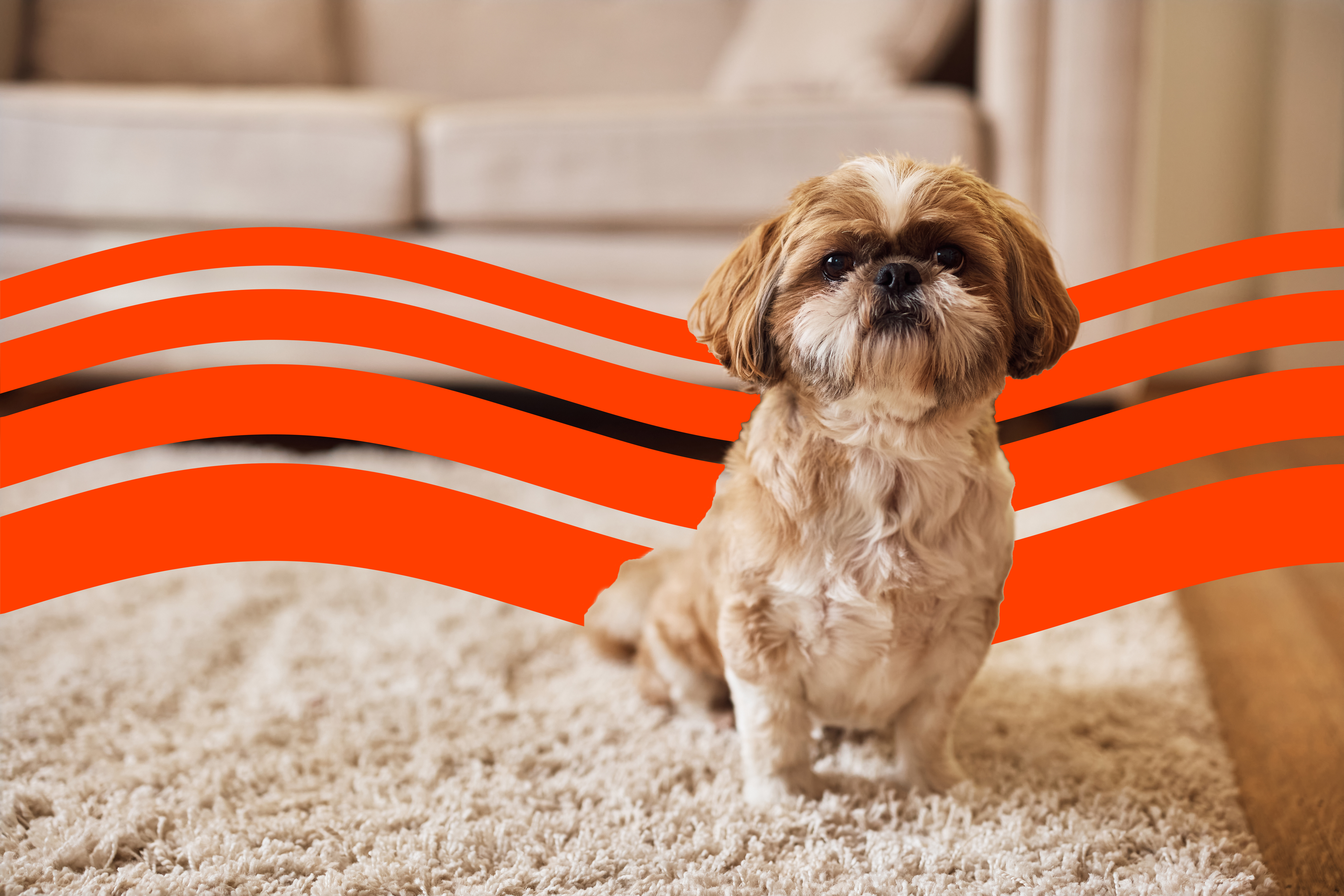 Animal Shelter Where Can I Find A Shih Tzu Puppy Near Me Animal