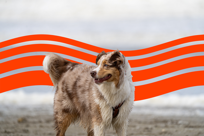 Cost of Owning an Australian Shepherd (2025): Purchase, Vet Bills, and More