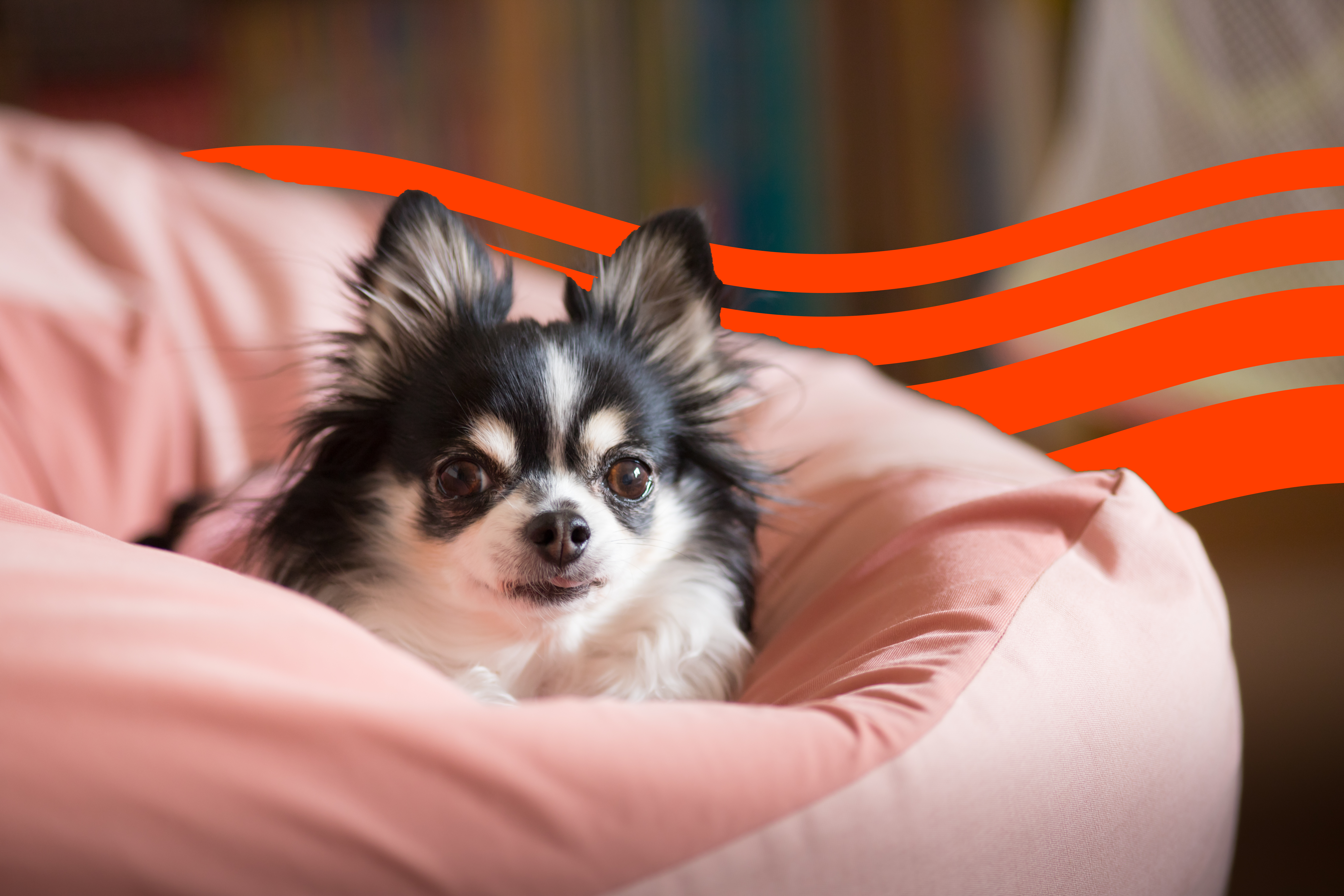 Animal Deer Head Chihuahua Price Cost Of Owning A Chihuahua (2025