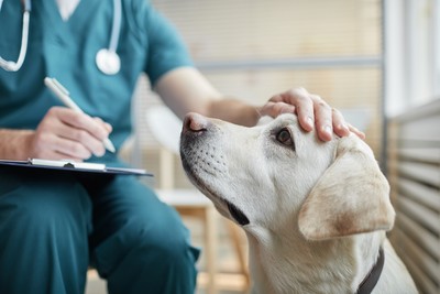 Vet Clinic Pet Insurance Coordinators May Be a Prescription for More Coverage and Healthier Pets