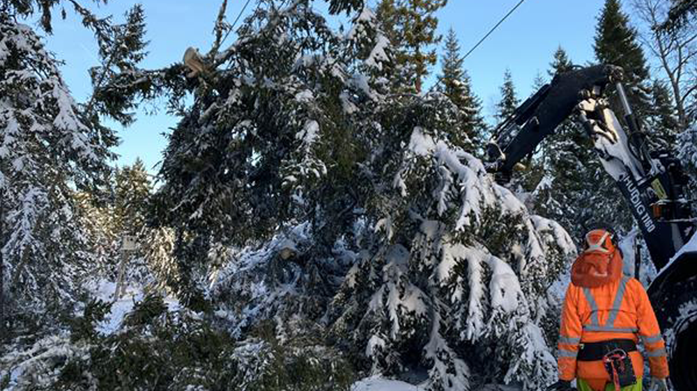 Stormfälld skog över elledning med reparatör