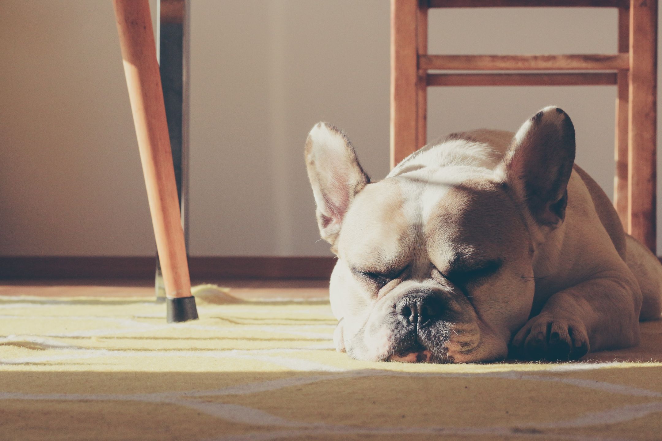Hund sover på golv
