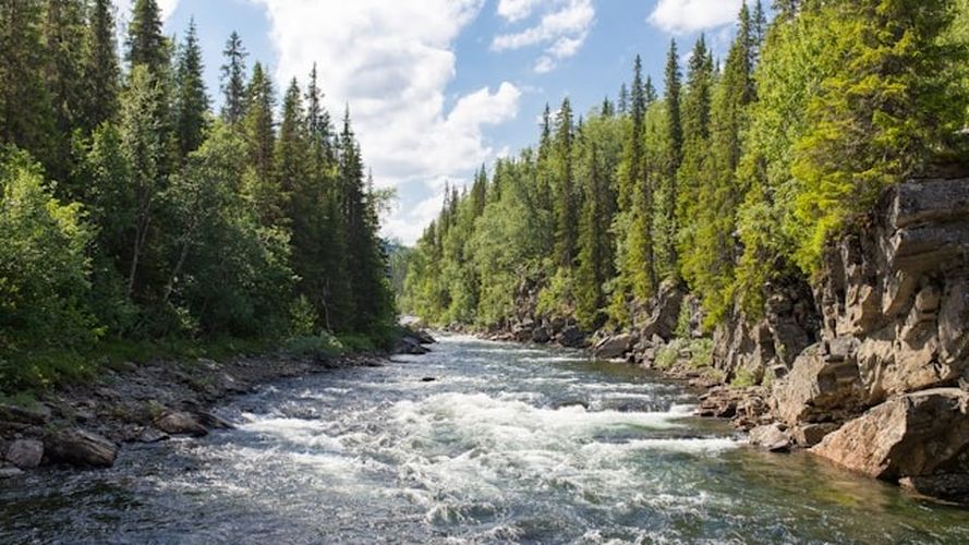 Forsande vatten mellan träd under blå himmel