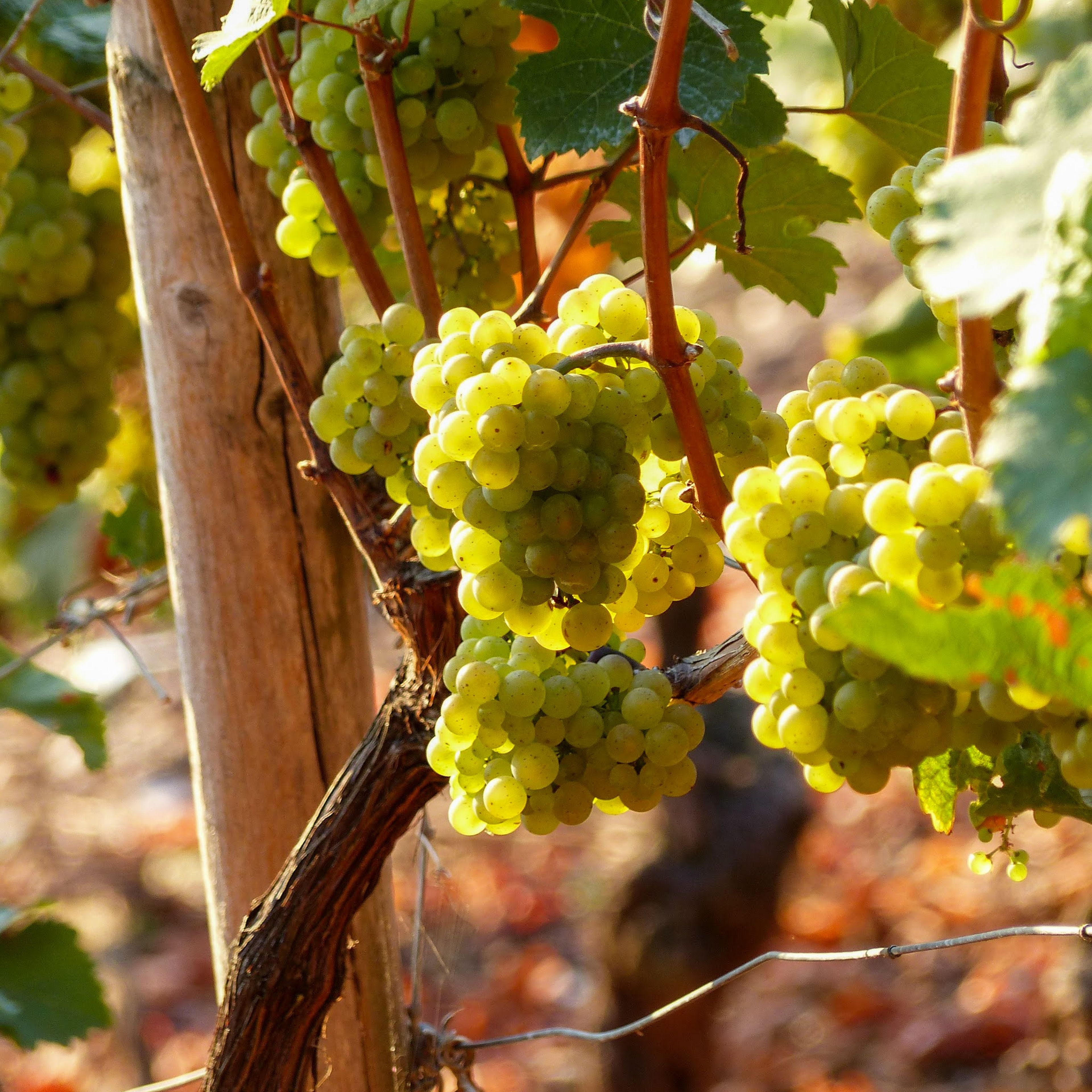 Hattenheim (Rheingau) Weingüter und Weinbau