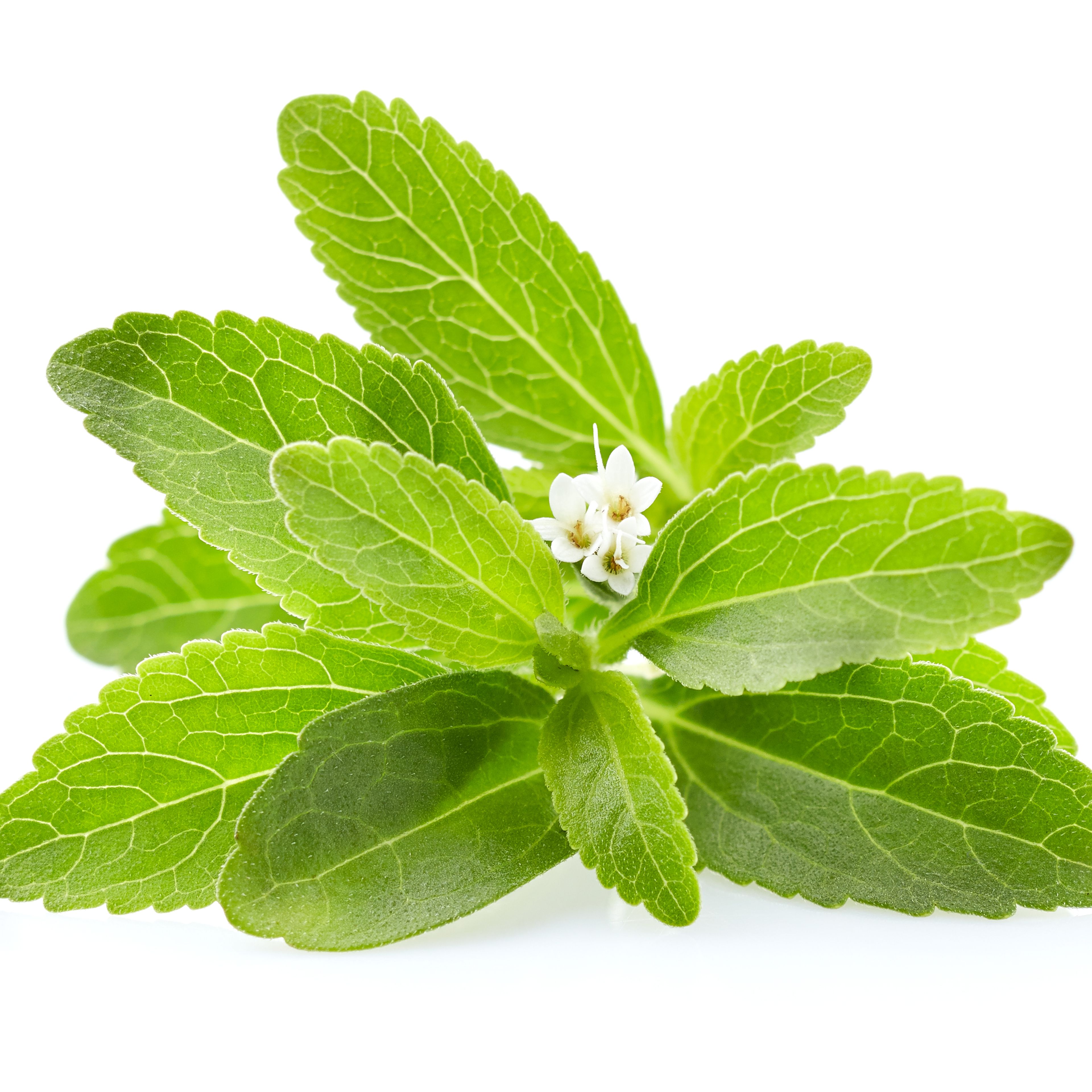 Stevia