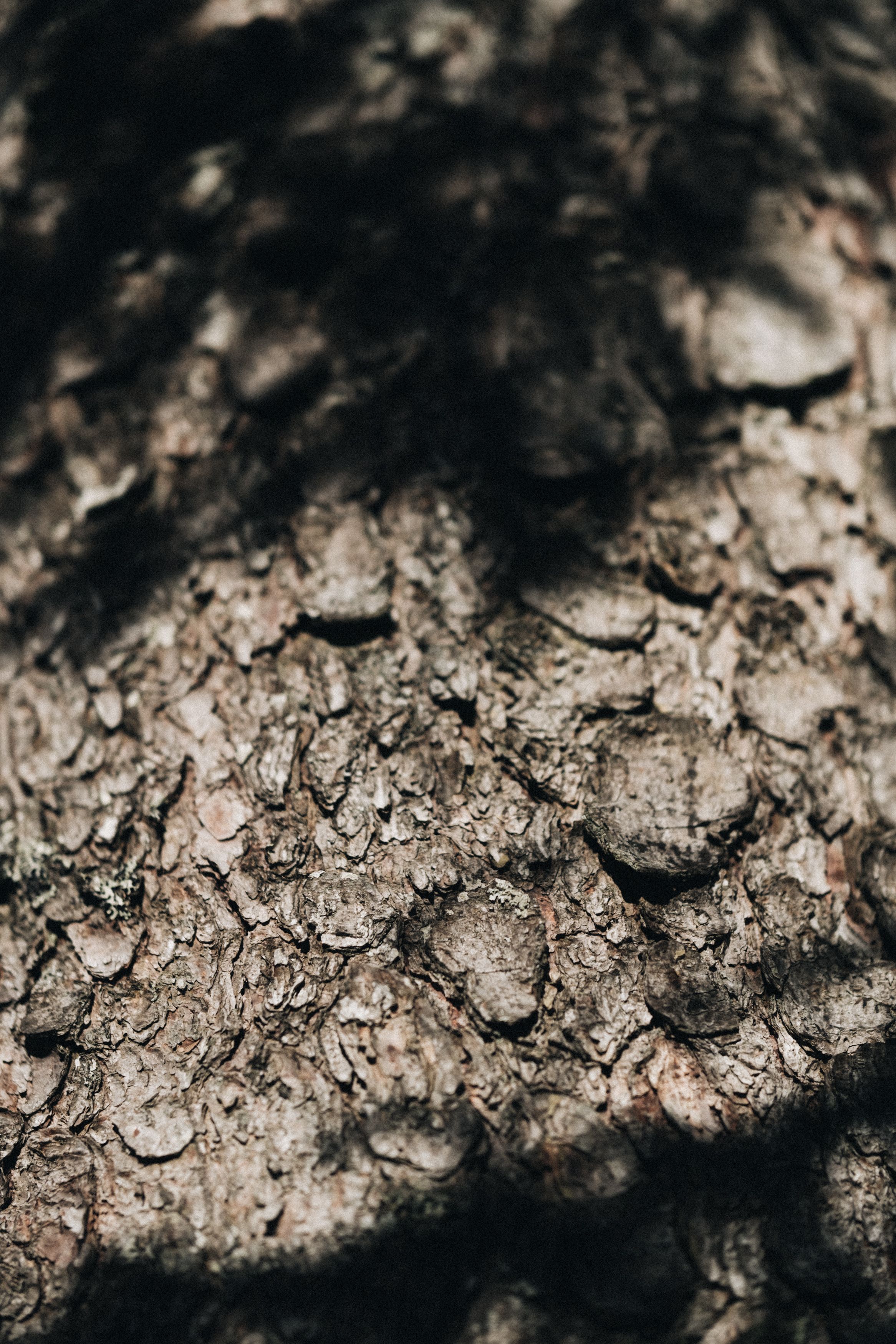 Texturen des Waldes in dem die Lecherin gewachsen ist.