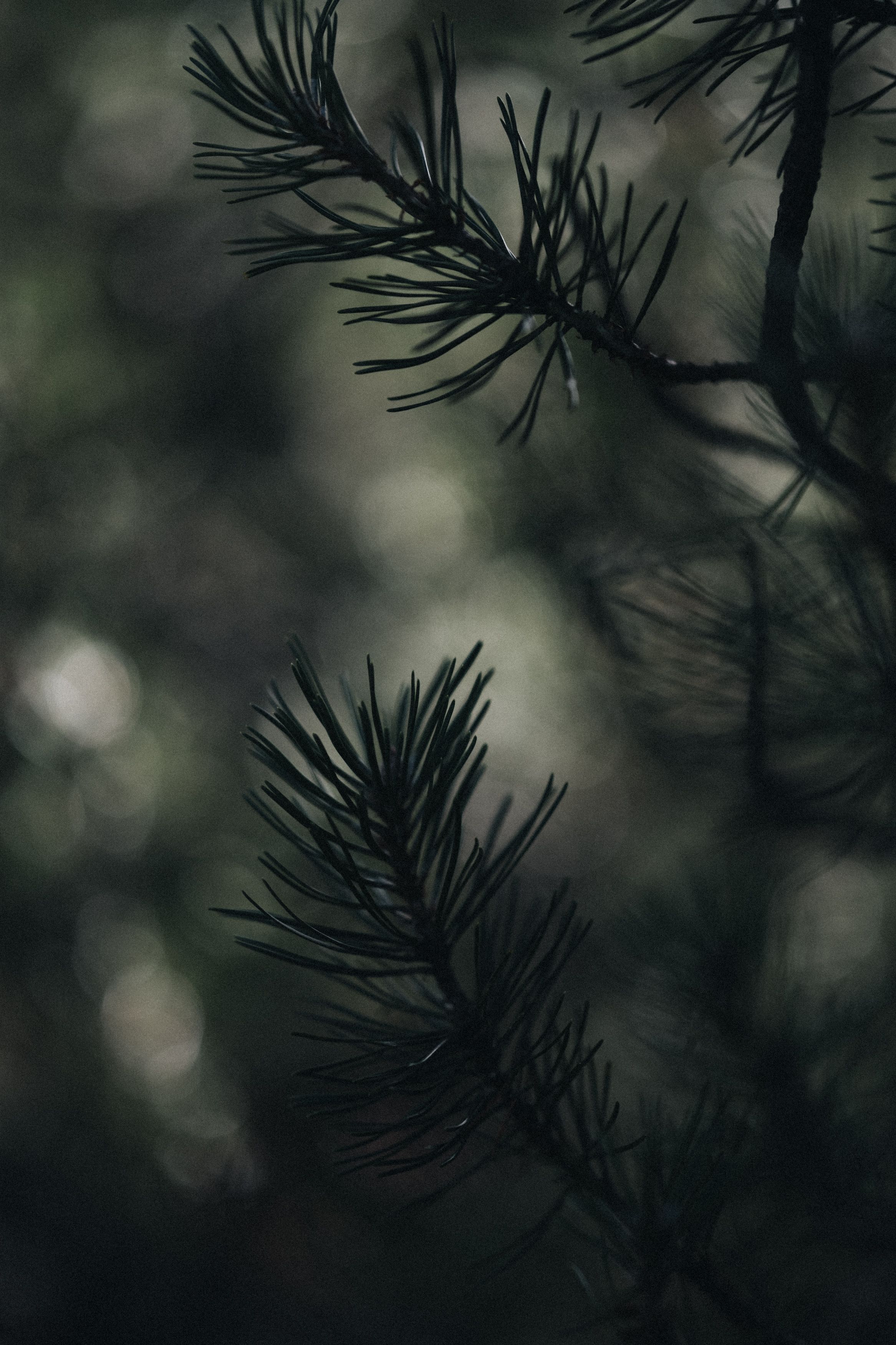 Der Wald in dem die Lecherin gewachsen ist.