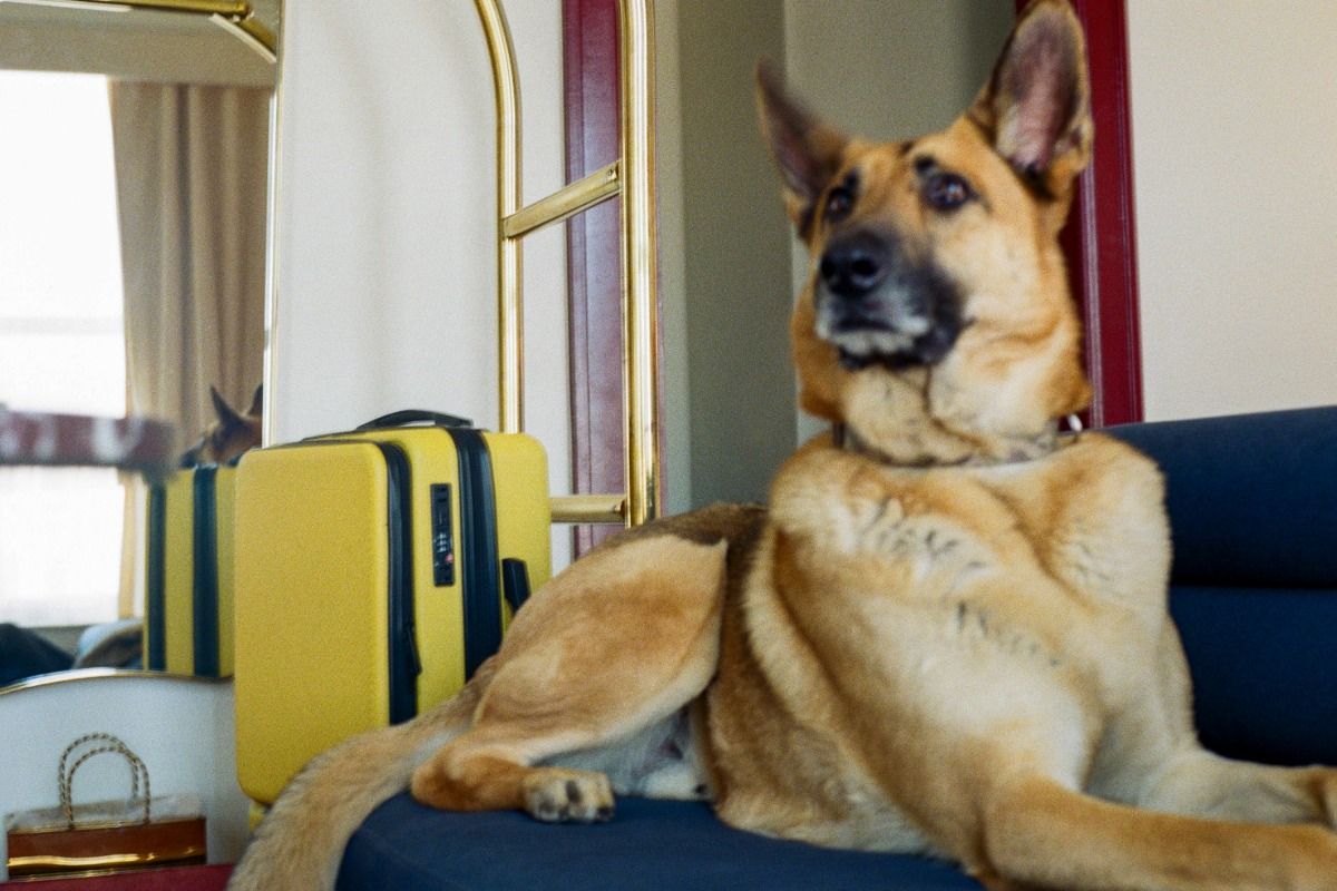 German Shepherd lying on a blue sofa beside a bright yellow suitcase, with a mirror and gold luggage cart in the background.