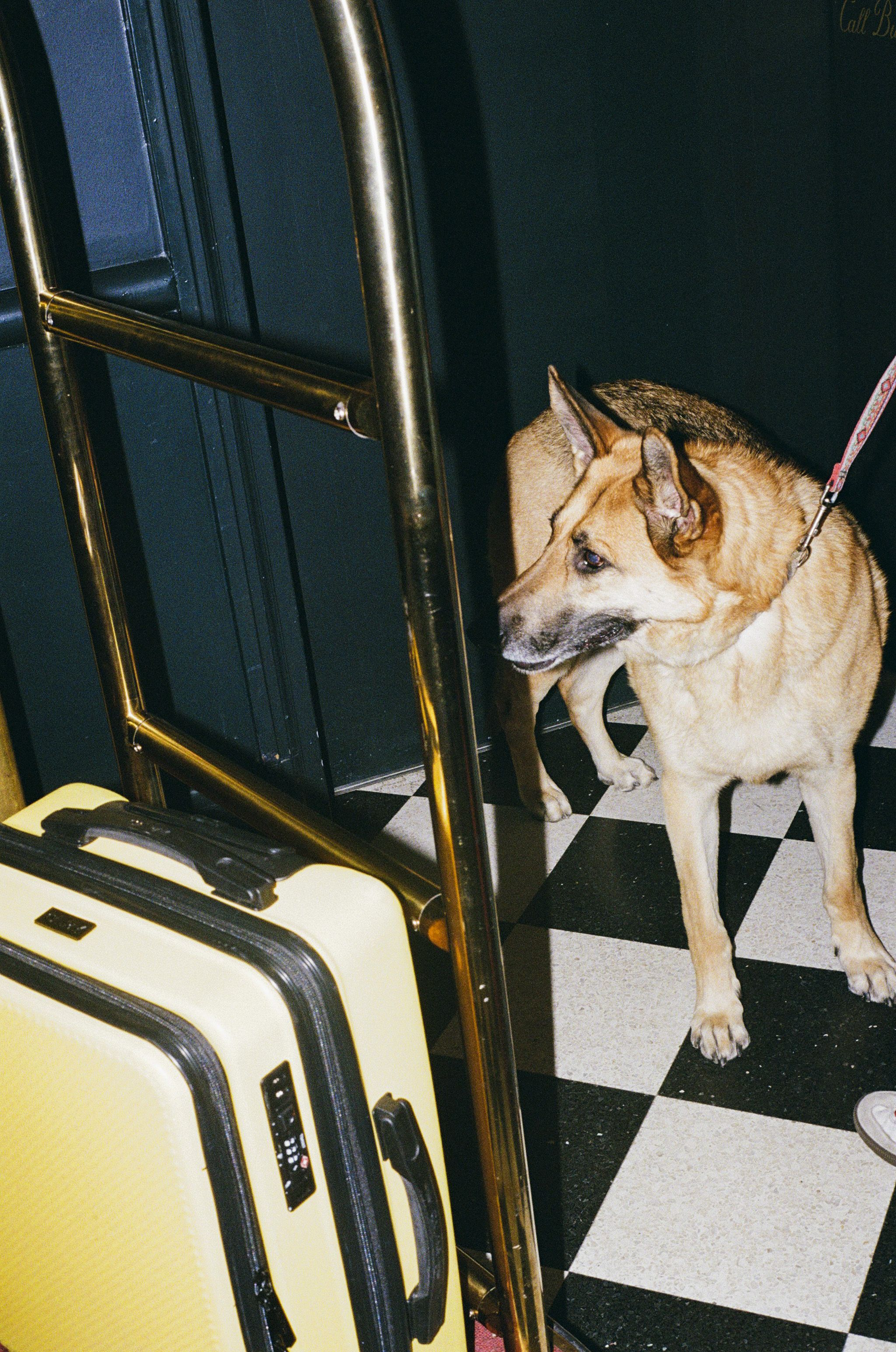 A German Shepherd on a leash stands next to a yellow suitcase and a luggage cart on a checkered floor.