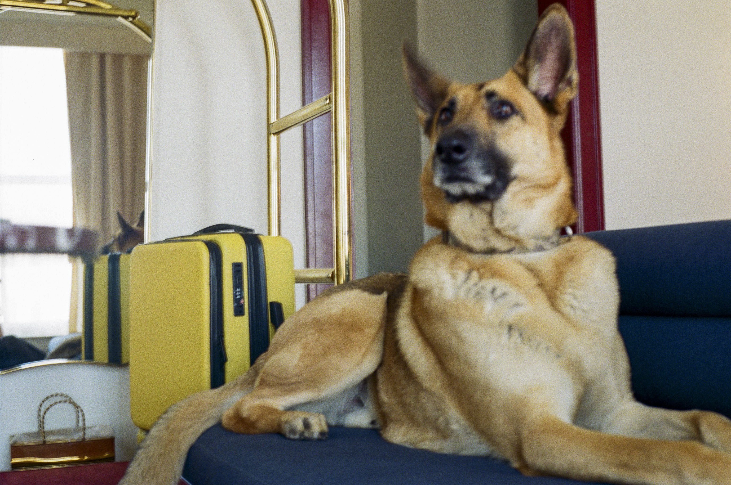 A German Shepherd lies on a blue couch in front of a mirror, next to a bright yellow suitcase and a luggage cart.