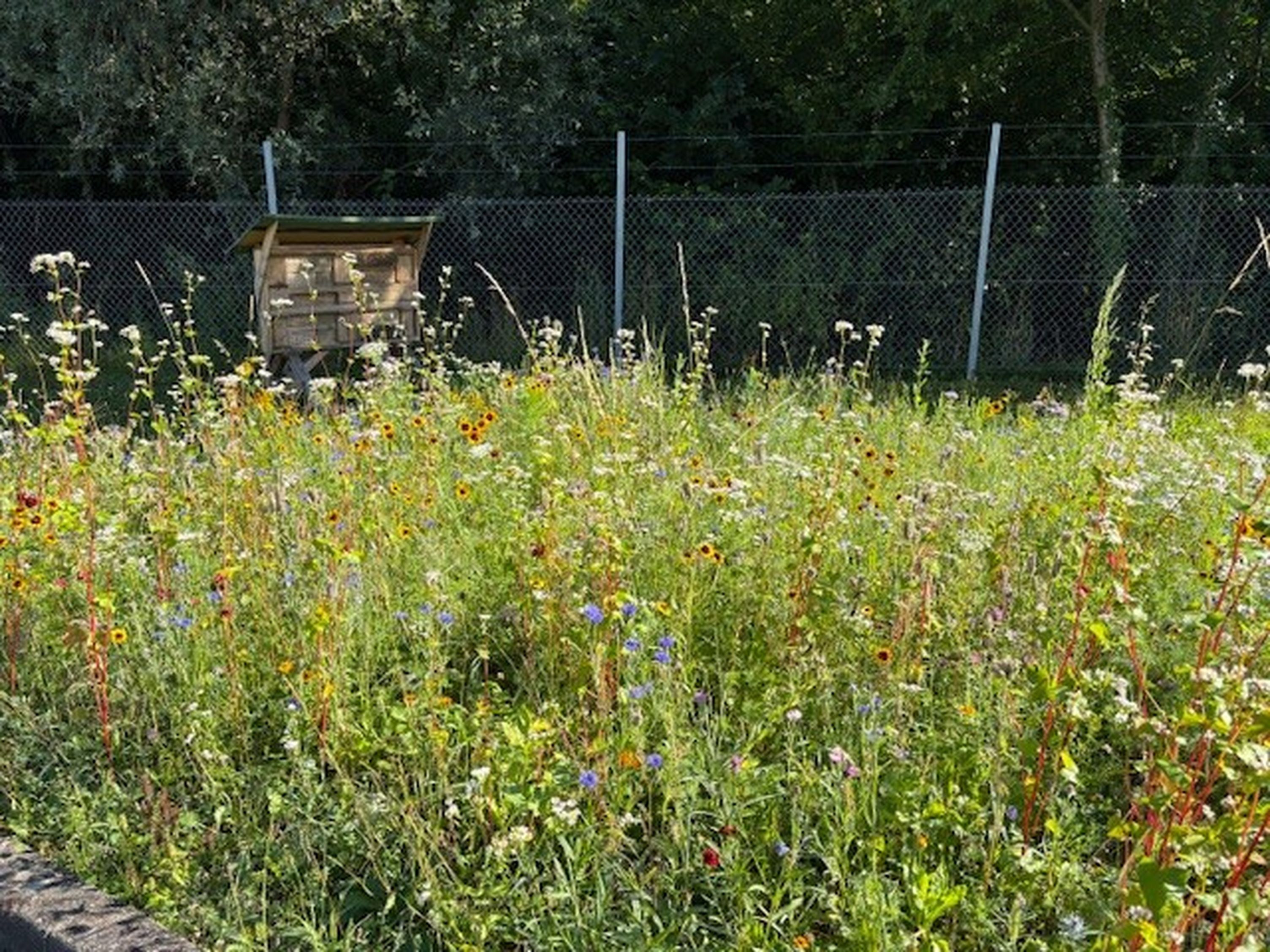 Bienenhotel & Blumenwiese auf dem KOCH-Firmengelände Bienenhotel & Blumenwiese auf dem KOCH-Firmengelände