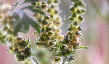 MADx_Ragweed_WEB-large