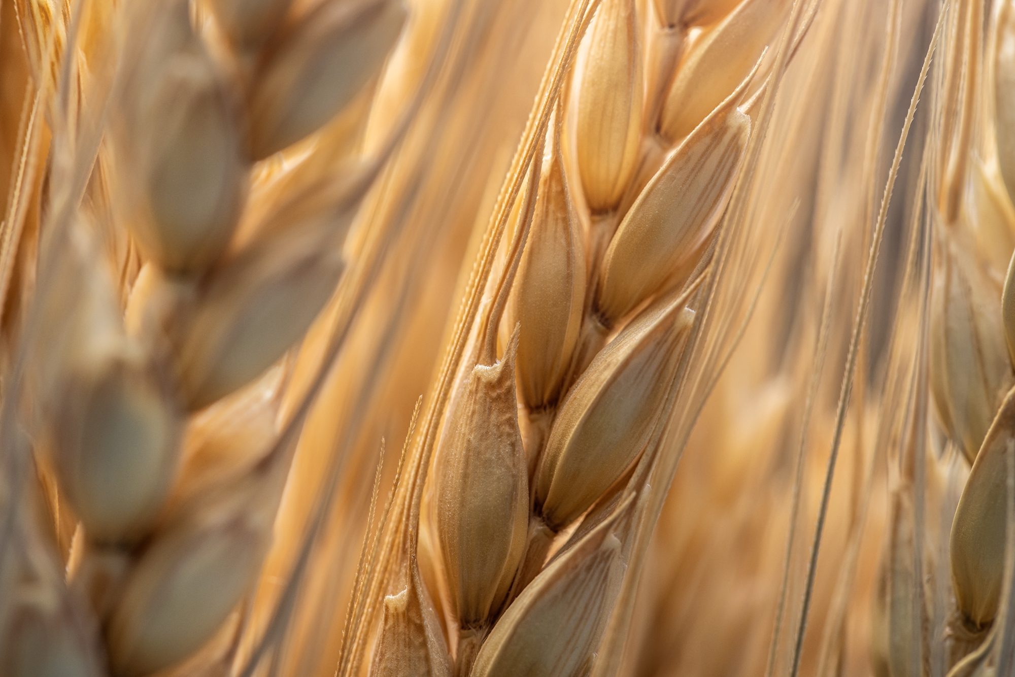 MADx-Wheat-0618-V3_WEB-large