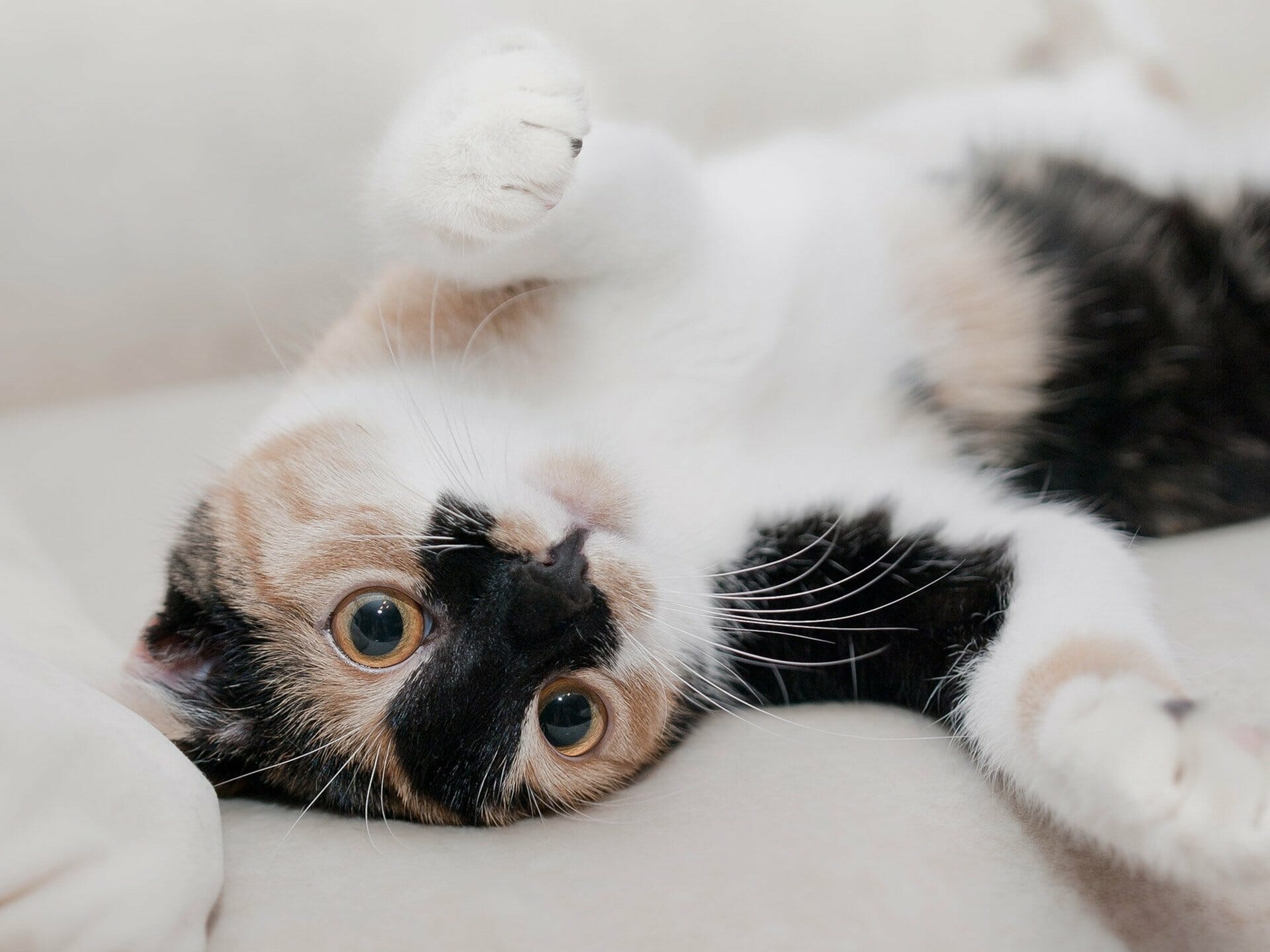 Hills Pet Nutrition: E-Commerce für klinische Tiernahrung