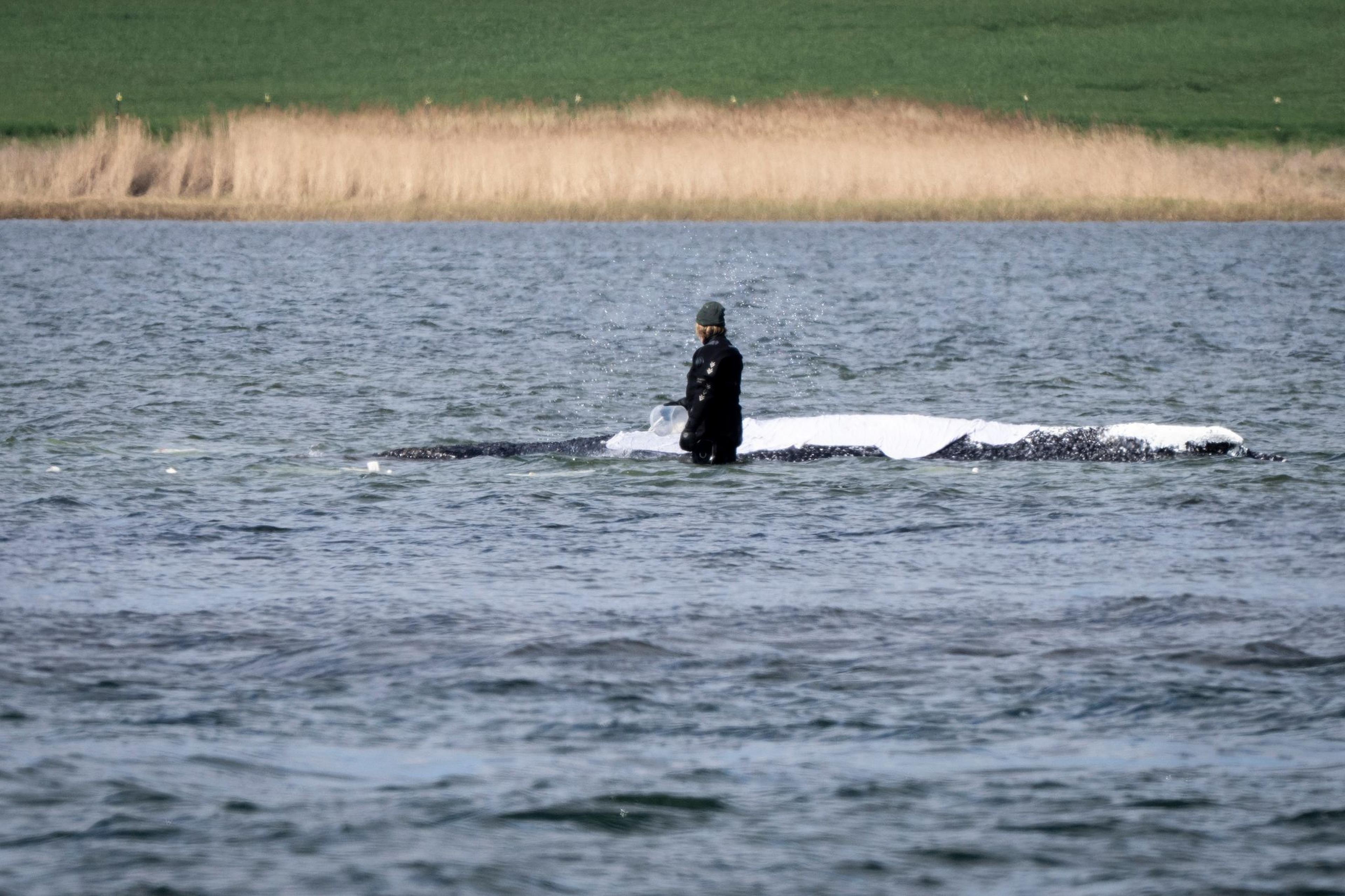Ein Helfer schüttet mit einem Eimer Wasser auf den Rücken des Wals. Der vor etwa einem Monat bei Wismar gestrandete Buckelwal liegt weiterhin im Flachwasser fest. Eine private Initiative versucht seit Tagen, den Wal zu retten.