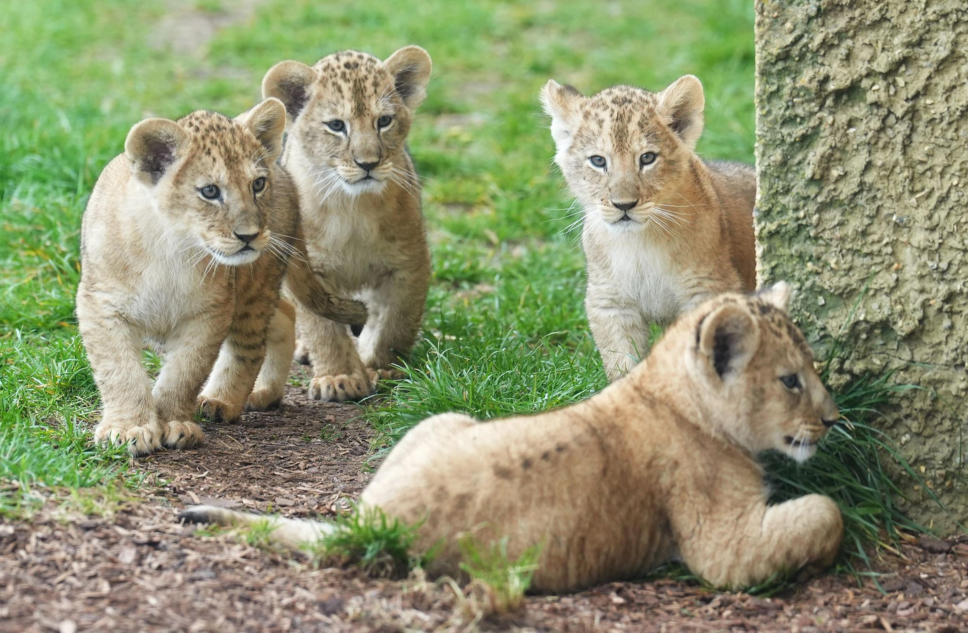 Acht Wochen alte Jungtiere aus einem Wurf seltener nordafrikanischer Löwen machen im Whipsnade Zoo in der Nähe von Dunstable, Bedfordshire, ihre ersten Schritte im Freien. Die vier Jungen, die Mutter Waka in den frühen Morgenstunden des 23. Januar zur Welt brachtee, sind der zweite Wurf dieser seltenen Art, der in den letzten Monaten im Zoo geboren wurde.