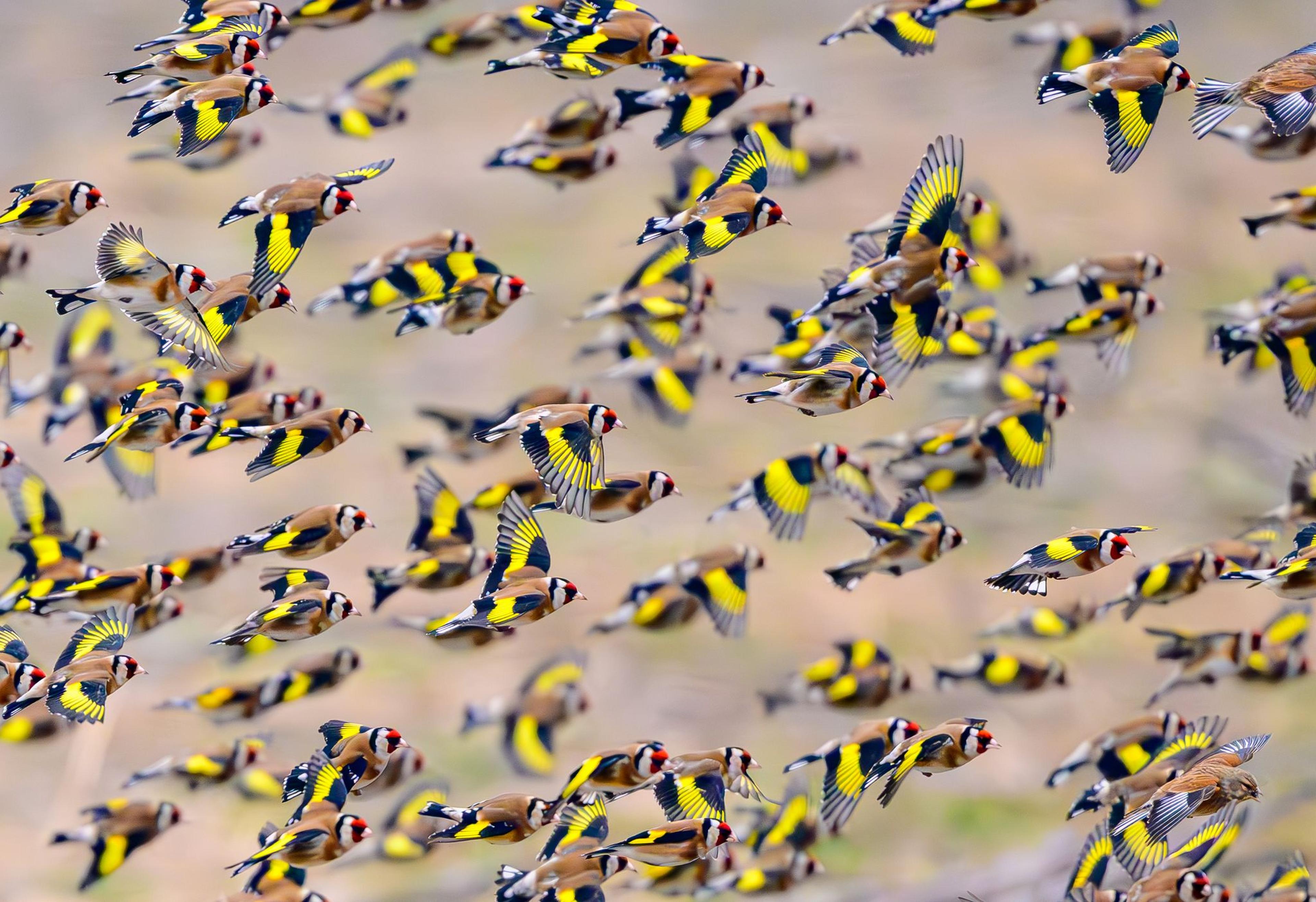 Viele Stieglitze (Carduelis carduelis) fliegen auf der Suche nach Nahrung über ein Feld. Die bunten und sehr geselligen Vögel, die auch Distelfinken genannt werden, sind eine Vogelart aus der Familie der Finken (Fringillidae). Stieglitze sind tagaktive Vögel und leben die meiste Zeit des Jahres in Gruppen zusammen.