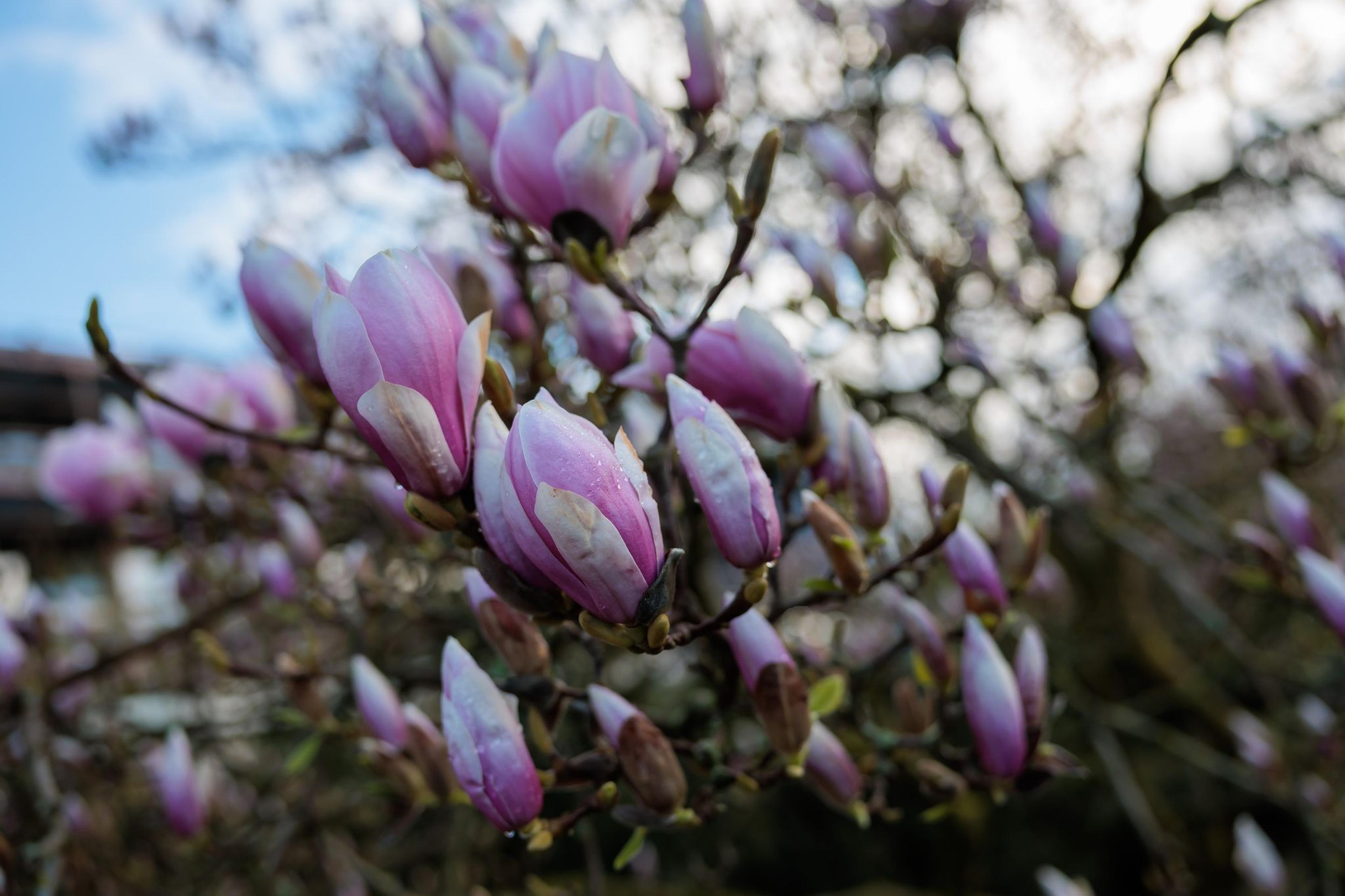 Magnolienblüten an einem Baum.