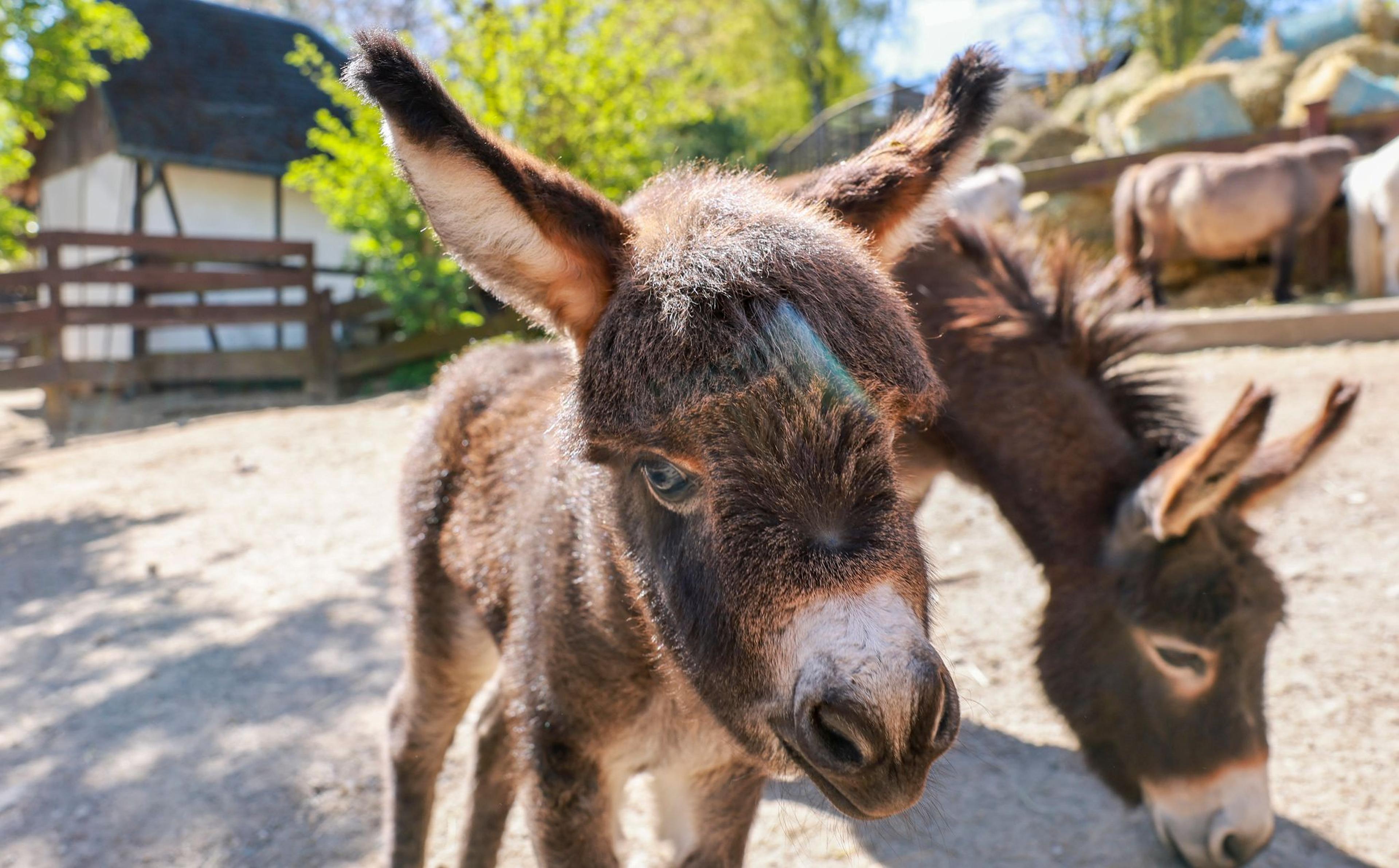 Das noch namenlose, zehn Tage alte Eselfohlen läuft durch das Gehege der Amerikanischen Miniaturesel im Zoo der Minis. Solche Mini-Esel werden bleiben ausgewachsen meist unter einer Widerristhöhe von weniger als 91 Zentimetern. Noch bis zum 3. Mai können Tierfreunde über einen Namen abstimmen, Taufe soll am 10. Mai sein. Der Zoo der Minis zeigt gut 400 Tiere aus 70 Arten, darunter das kleinste Raubtier oder den kleinsten Affen des Planeten. Miniaturesel gibt es deutschlandweit nur in drei Tierparks zu sehen.
