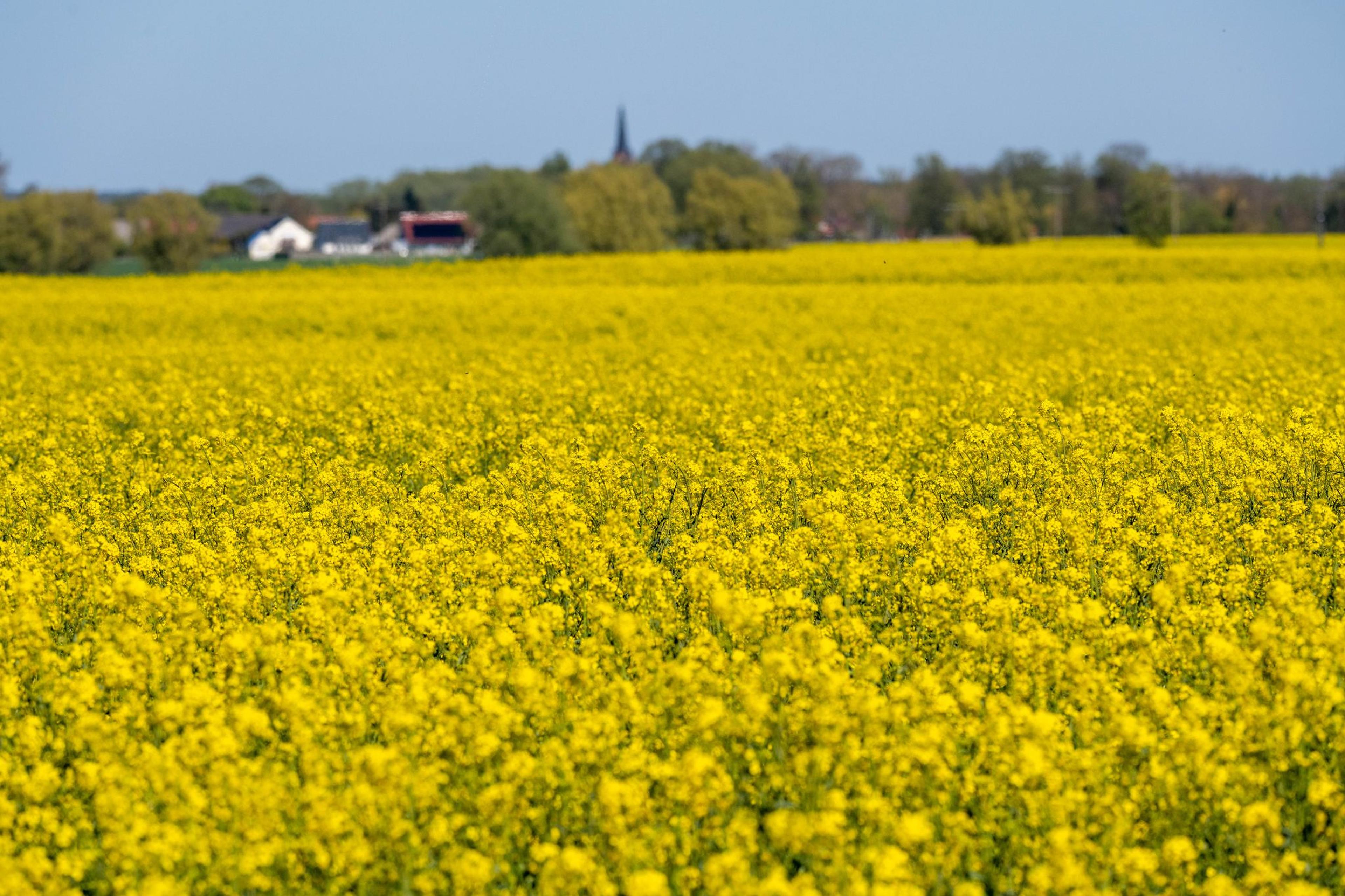 Raps in voller Blüte auf einem Feld auf der Insel Usedom.