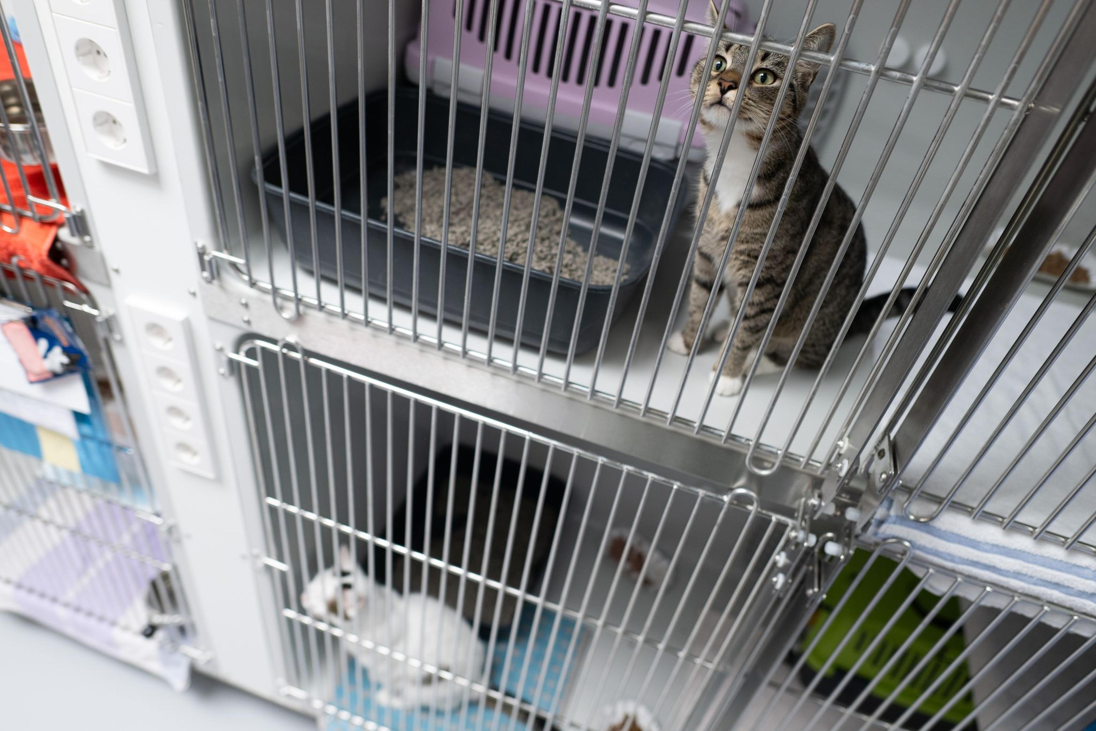 Regelmäßig landen Tiere im Heim und warten auf neue Besitzer.