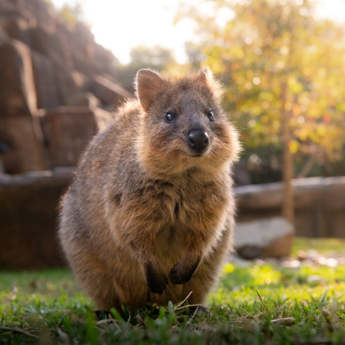 Animal Discovery event image
