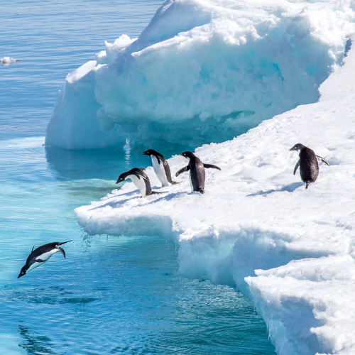Polar Discovery Lab event image