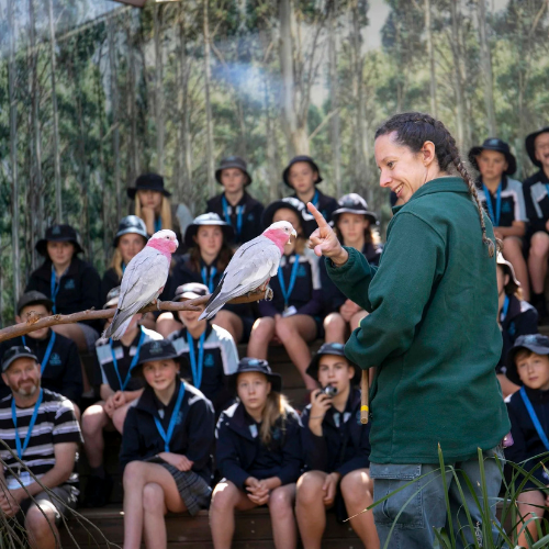 Animal Discovery event image