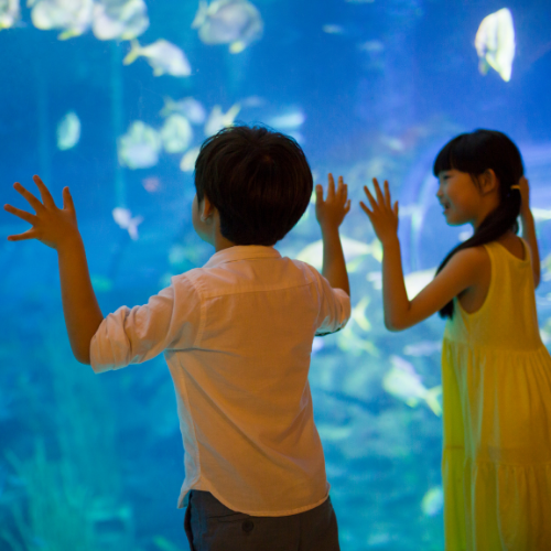 Animal Discovery event image
