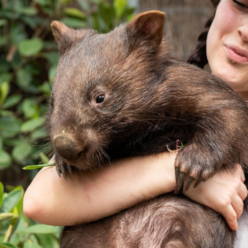 Animal Discovery event image