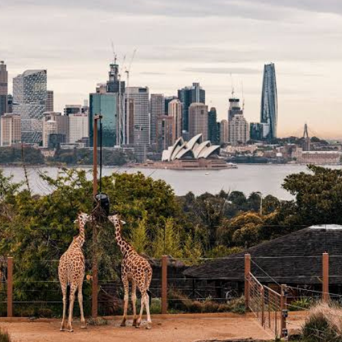 Animal Discovery event image