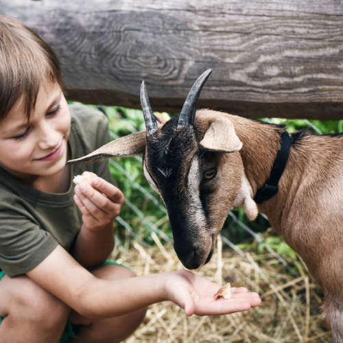Animal Discovery event image