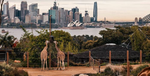 Animal Discovery event image