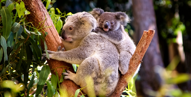 Animal Discovery event image