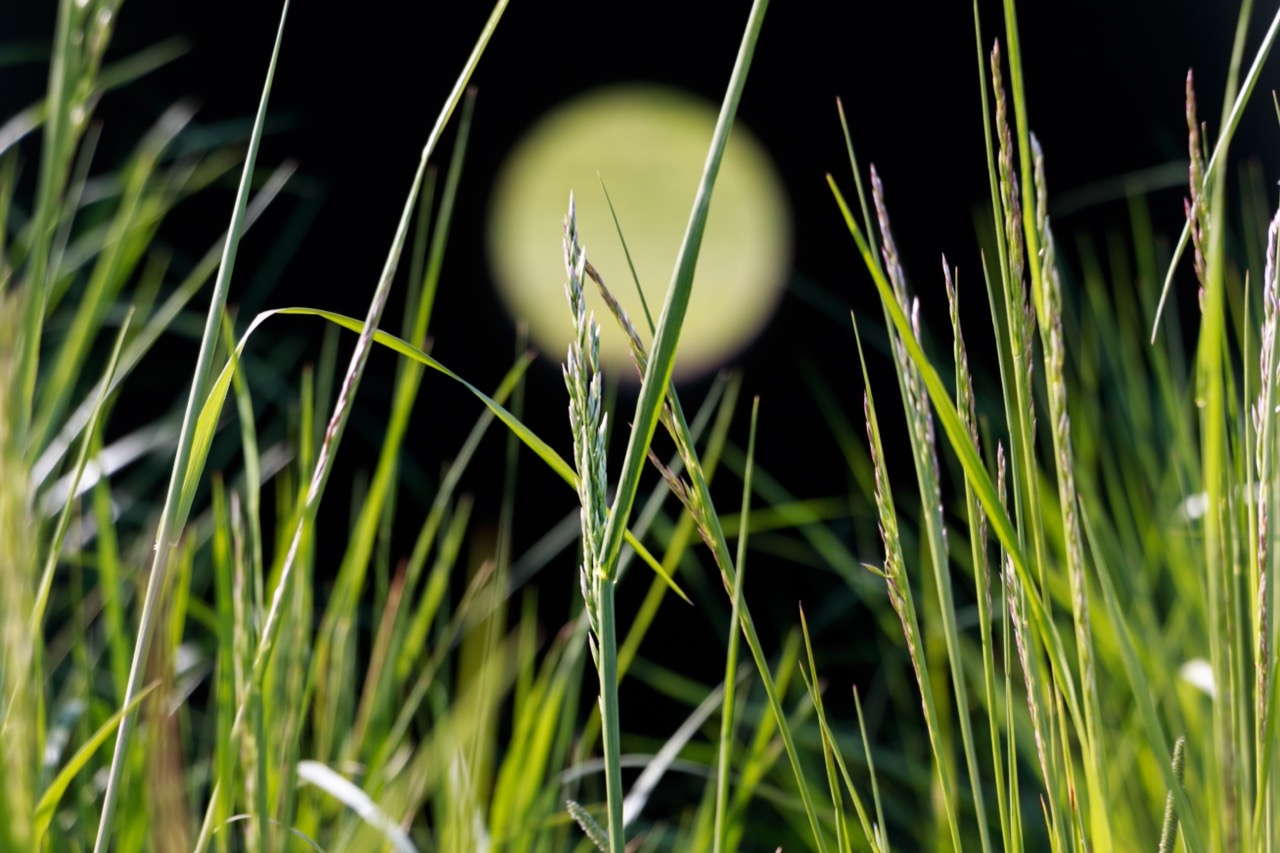 Volle maan bekeken vanuit het lange gras