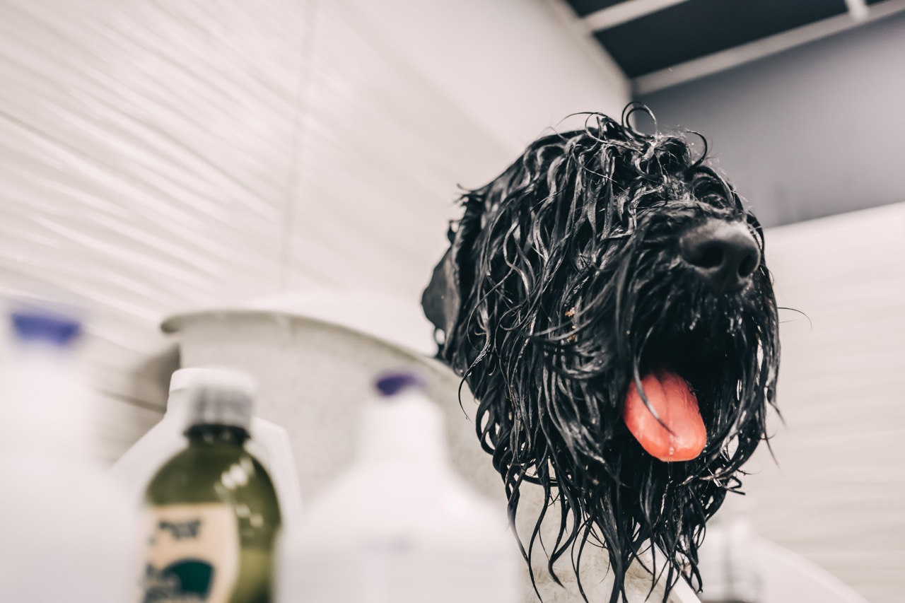 Zwarte hond is net gewassen en is nog helemaal nat