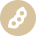 soybean