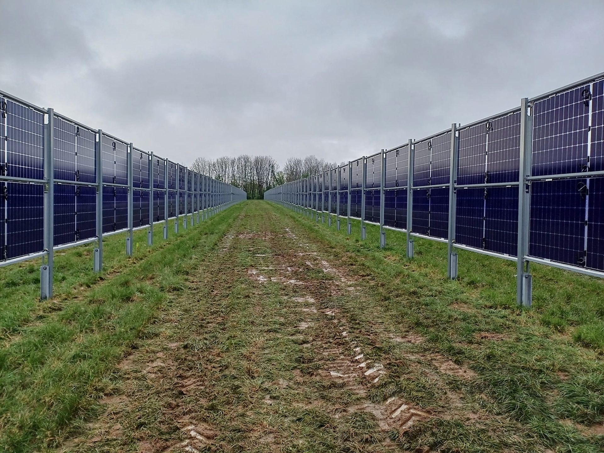 Zweiseitige Agri-PV Anlage in Darast mit vertikal montierten Solarmodulen auf einer Wiese unter wolkenverhangenem Himmel, errichtet durch Geiger Energietechnik.
