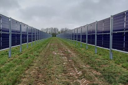 Zweiseitige Agri-PV Anlage in Darast mit vertikal montierten Solarmodulen auf einer Wiese unter wolkenverhangenem Himmel, errichtet durch Geiger Energietechnik.