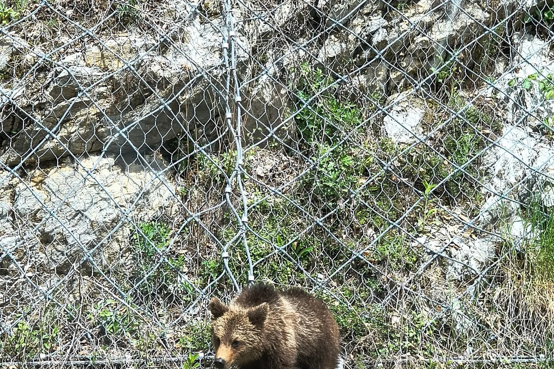 Ein junger Braunbär am Straßenrand in Rumänien.