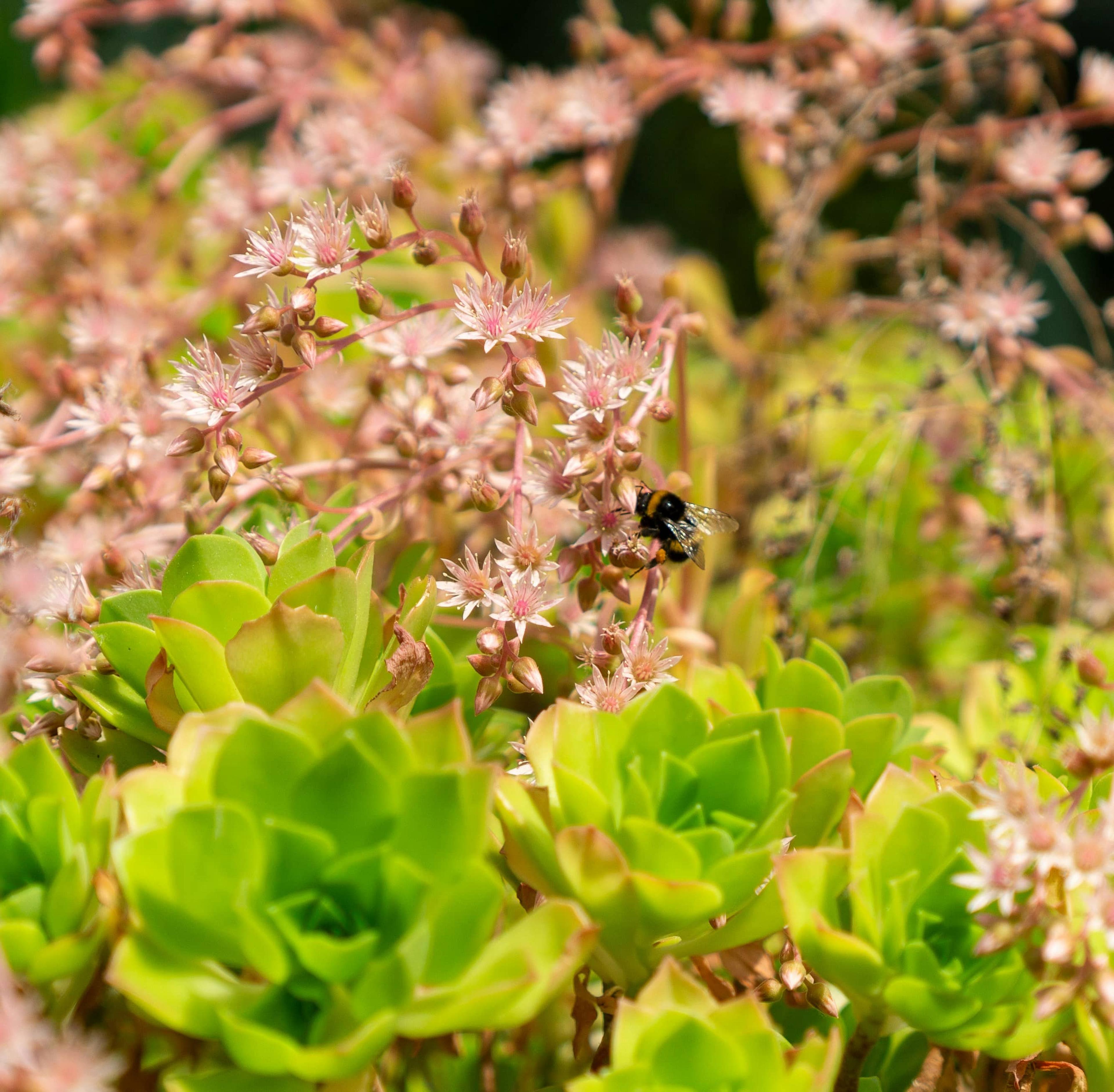 Green plants