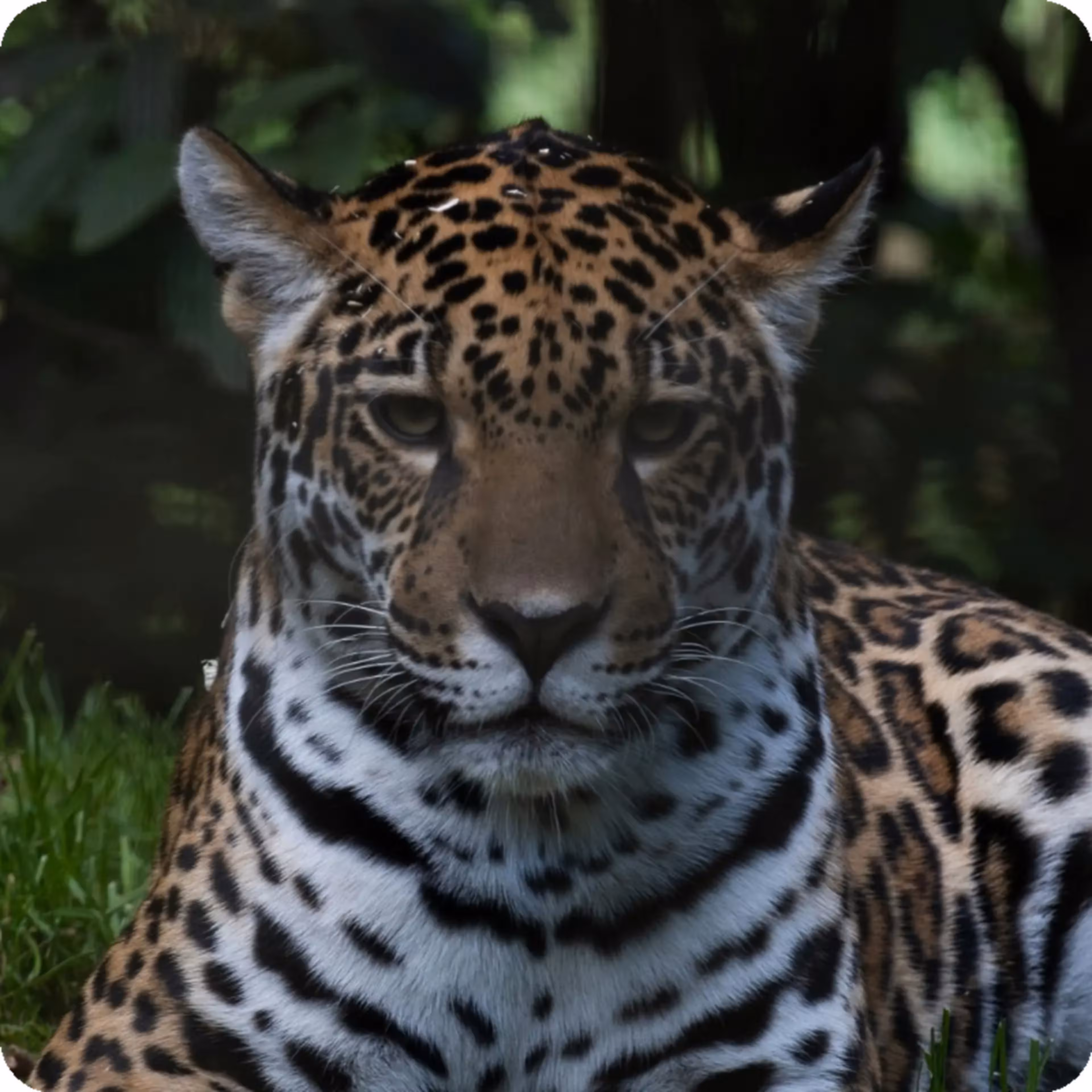 Germany EasyPark app