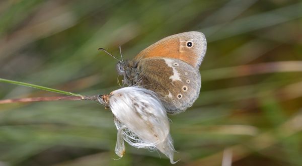 Green Network blueprint