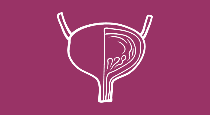 An illustration of a bladder