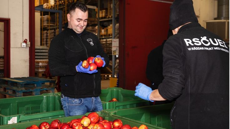 Marko Tukaric, fabrikschef på Rscued i Helsingborg, sorterar frukt som ska bli juice.