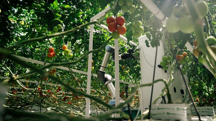 Harvester in the greenhouse