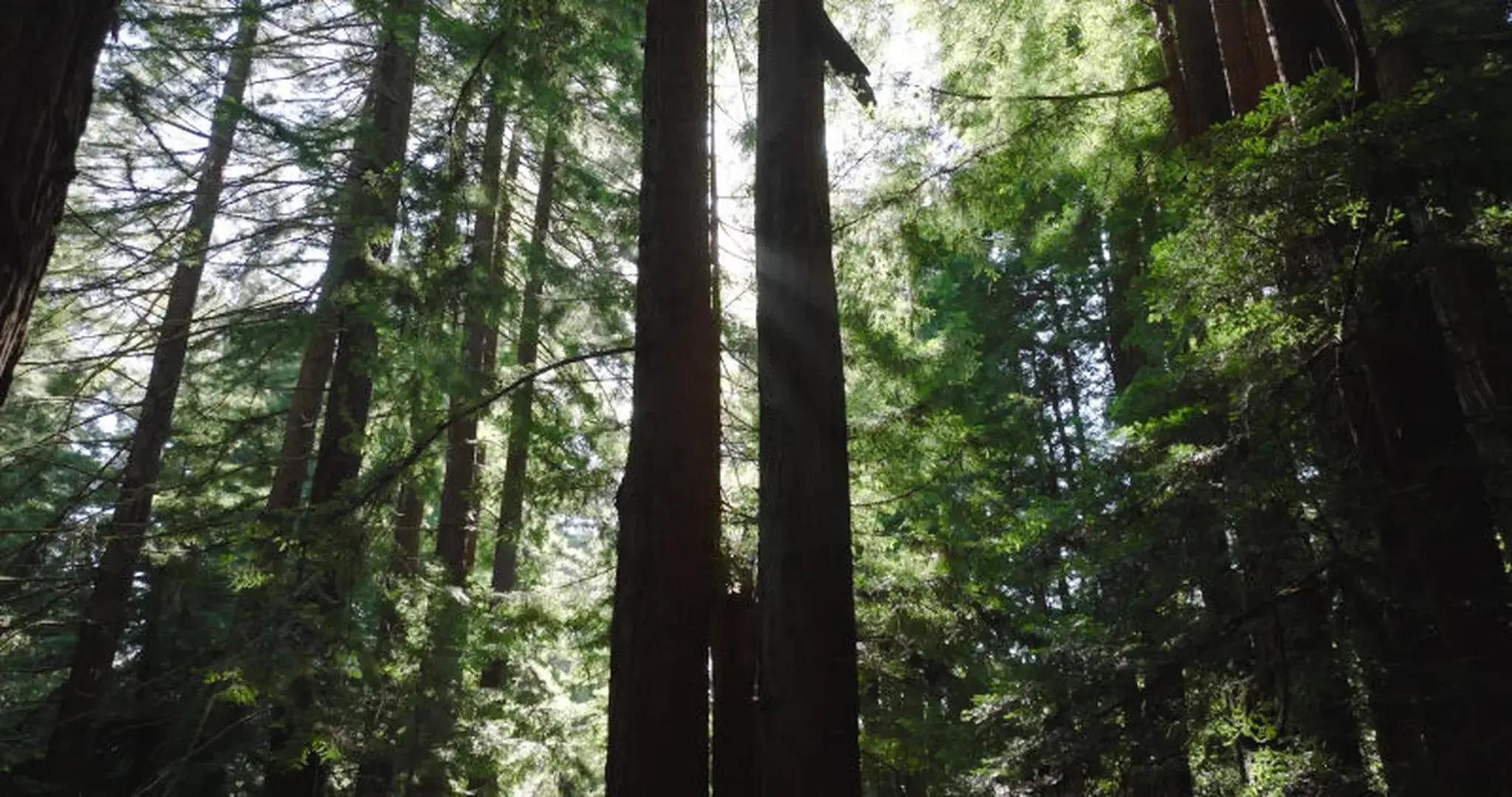 Redwood & Rotary: creating recycling pathways for lithium-ion batteries and consumer devices