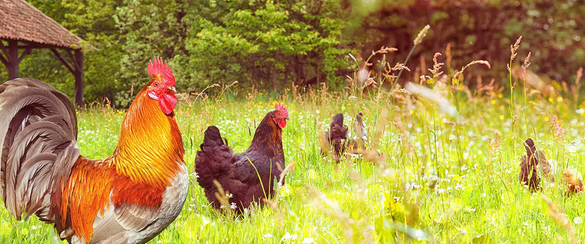 chicken